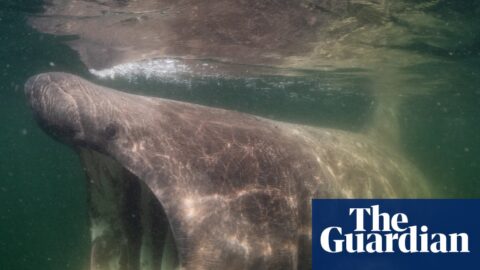 A basking shark in North Sea, Nature Untamed.