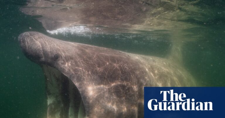 A basking shark in North Sea, Nature Untamed.